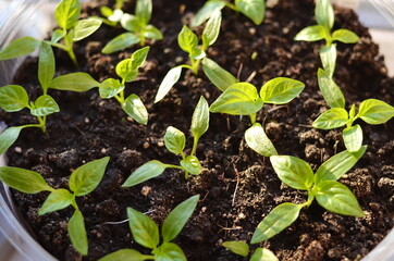 Young shoots are visible from the ground. The suns rays fall through the window.