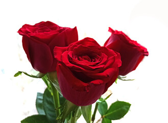 red flower isolated on white background