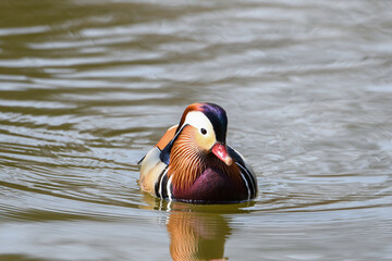 Mandarin duck swimming in a pond in Changgyeonggung Palace at Seoul, Korea