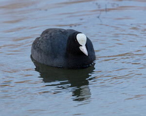 Coot. Waterfowl, swimming in water with reflection.