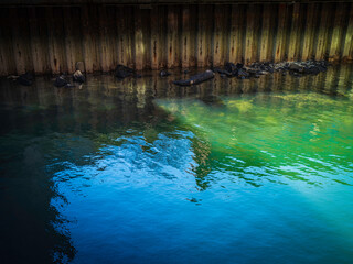 Green and Blue Sea Water Reflections under the Boston Harbor Dock