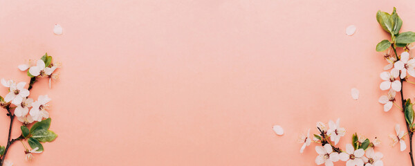 Sakura blossom flowers and may floral nature on pink background. For banner, branches of blossoming cherry against background. Dreamy romantic image, landscape panorama, copy space.