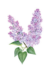 Fototapeta na wymiar Watercolor purple lilac illustration. Hand drawn flowers branch with green leaves. Can be used as print, poster, postcard, packaging design, invitation, sticker, tattoo, textile, template.