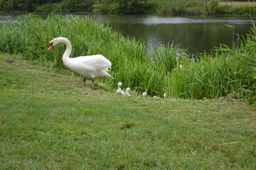 cygnes sur la rivière, petits cygnes, bébés cygnes