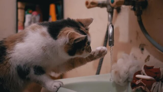 Curious Domestic Multicolored Cat Plays Paw with Running Water in Tap in Bath