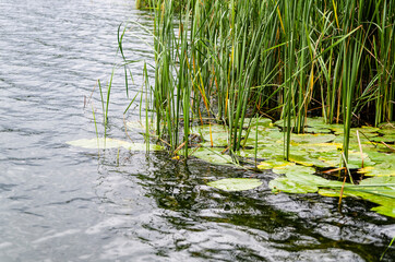 Tatarak i lilie wodne nad brzegiem jeziora.