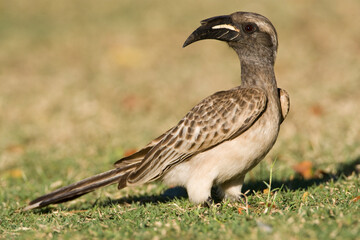 Grijze Tok, African Grey Hornbill, Tockus nasutus