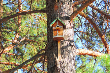 Cute birdhouse on the pine ,  springtime