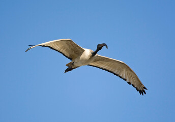 Helige Ibis, African Sacred Ibis, Threskiornis aethiopicus