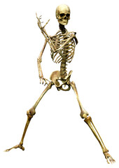 3D Rendering Human Skeleton on White