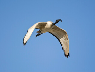 Helige Ibis, African Sacred Ibis, Threskiornis aethiopicus