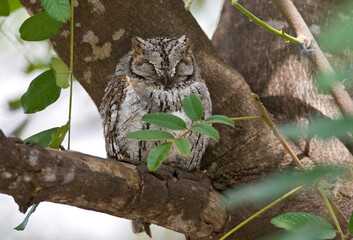 Afrikaanse Dwergooruil, African Scops-Owl, Otus senegalensis