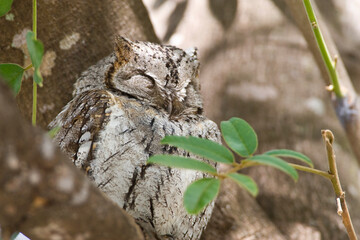 Afrikaanse Dwergooruil, African Scops-Owl, Otus senegalensis