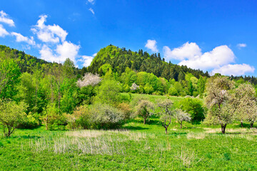 Naklejka premium Spring landscape in Pieniny Mountains, Poland