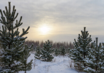 Winter landscape with a rising yellow sun breaking through a cloudy haze and with young snow-covered pine trees on a cold winter morning. pure snow. Photo taken in the Urals (Russia) 