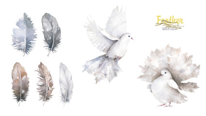 Pigeon set clip art watercolor dove bird fly, feather, peace isolated illustration similar on white background