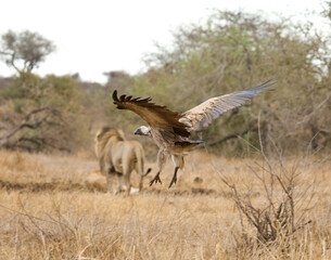 Obraz na płótnie Canvas Witruggier, African White-backed Vulture, Gyps africanus