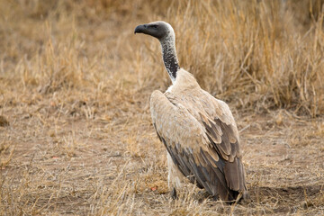 Witruggier, African White-backed Vulture, Gyps africanus