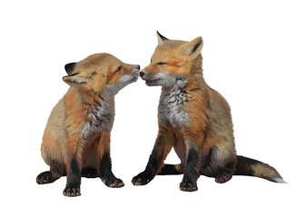 Due cuccioli di volpe rossa si leccano amorevolmente. Illustrazione su sfondo bianco