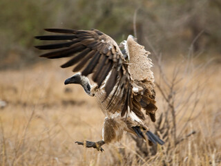 Witruggier, African White-backed Vulture, Gyps africanus