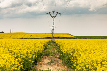 Yellow rapeseed flowers in an extensive field of cultivation, agro-food industry, near Ejea de los Caballeros, in Aragon, Spain, crossed by electricity and high voltage towers.