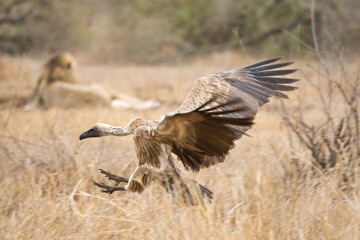 Witruggier, African White-backed Vulture, Gyps africanus