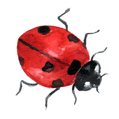 ladybugsrelease © Viktoriia