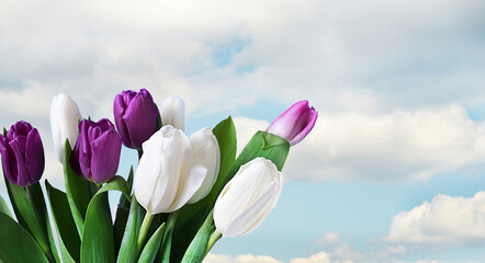 A bouquet of tulips on a background of the sky with clouds in the soft sunlight. Spring colorful sunny banner.