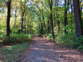 Fototapeta premium Forest path