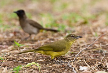 Geelborst-buulbuul, Yellow-bellied Greenbul, Chlorocichla flaviventris