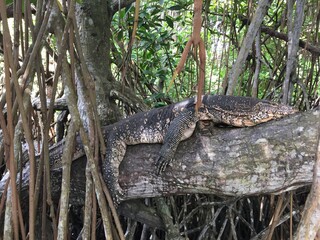 alligator in a tree