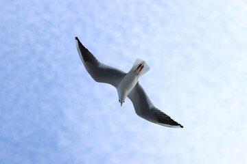 seagull in flight