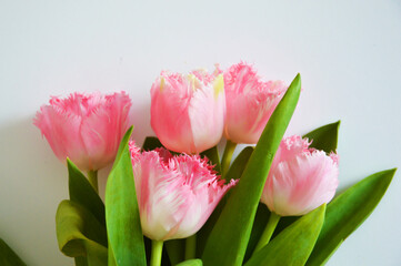 a bouquet of pink tulips. beautiful spring flowers. background for decoration for the Easter holiday.
