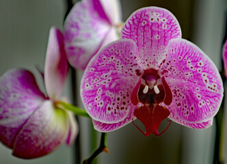 Orchideenblüte - Nahaufnahme