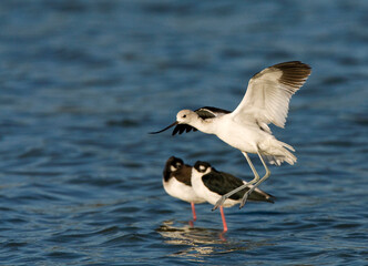 Noord-amerikaanse Kluut, American Avocet,  Recurvirostra america