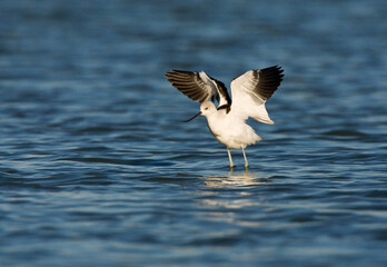 Noord-amerikaanse Kluut, American Avocet,  Recurvirostra america