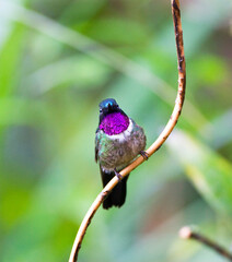 Merida-zonnekolibrie, Amethyst-throated Sunangel, Heliangelus amethysticollis