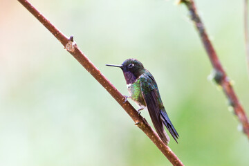 Merida-zonnekolibrie, Amethyst-throated Sunangel, Heliangelus amethysticollis