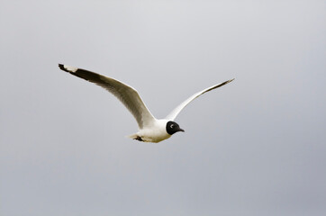Andesmeeuw, Andean Gull, Chroicocephalus serranus