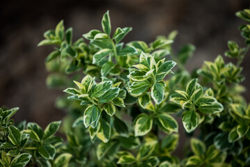 Beresklet is a genus of woody plants of the Bereskletovye family. Close-up.