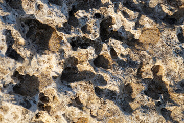 stone shell rock close up texture for background