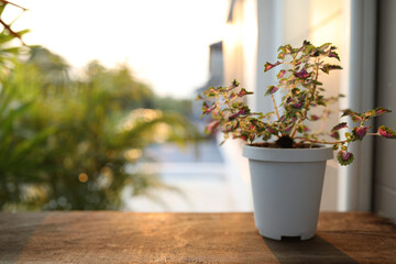 Fototapeta na wymiar Coleus Painted nettle plant in a white pot on wooden table