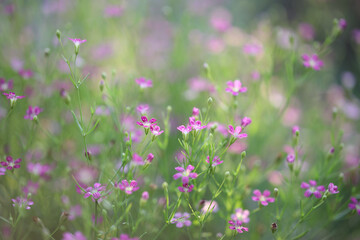 Delicate pink Gypsophila flower close up