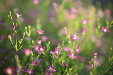 Delicate pink Gypsophila flower close up
