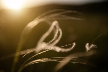 Wild feather grass in a forest at sunset. Macro image, shallow depth of field. Blurred nature background