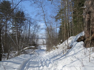 winter in the forest