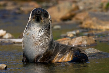 Antarctische Pelsrob, Antarctic Fur Seal, Arctocephalus gazella