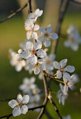 White cherry blossom in spring. Background of beautiful white cherry blossom. Cherry tree in white flowers. Blurring background.