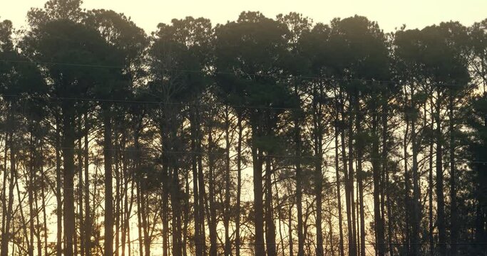 A dramatic wide time lapse shot of the sun rising behind longleaf pine trees.  	