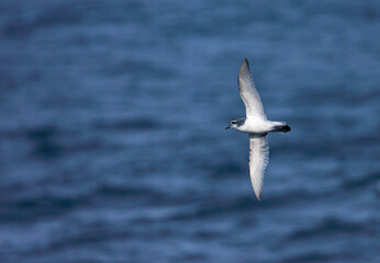 Antarctische Prion, Antarctic Prion, Pachyptila desolata